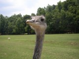 Picture Puzzle - Emu
