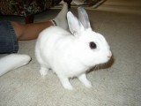 Roger